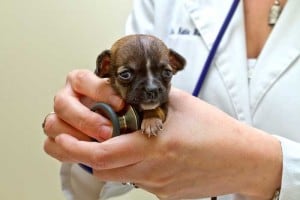 Folsom Vet Checks World's Tiniest Puppy 2