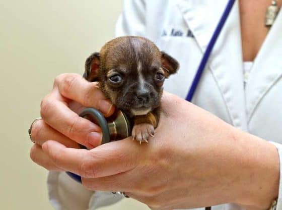 Folsom Vet Checks World's Tiniest Puppy 1