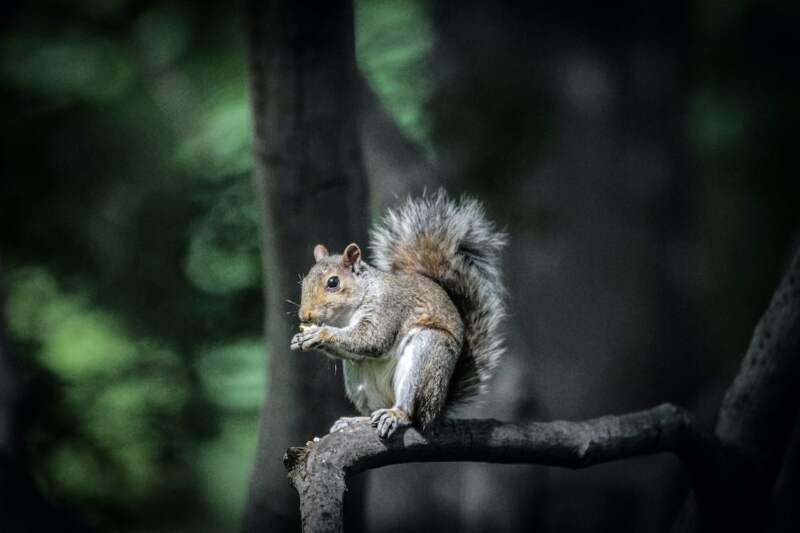 Squirrels in Folsom: The Ultimate Guide to Spotting them